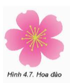 Giải Chuyên đề Tin học 11 Kết nối tri thức bài 4: Chỉnh sửa, ghép nối, kết nối các đối tượng đồ họa