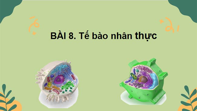 PowerPoint Sinh học 10 Bài 8 Kết nối tri thức