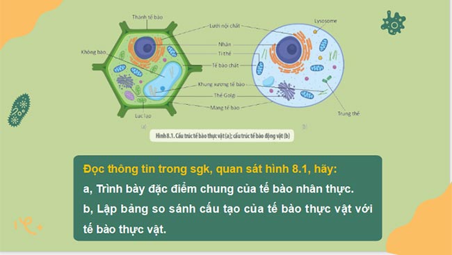 PowerPoint Sinh học 10 Bài 8 Kết nối tri thức