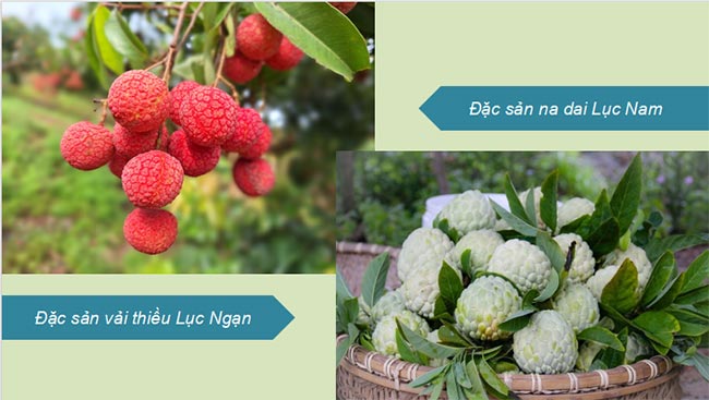 Giáo án PowerPoint Địa lí 8 Bài 7 Kết nối tiri thức