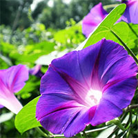 Giáo án Ngữ văn 6 Bài 3: Hoa bìm