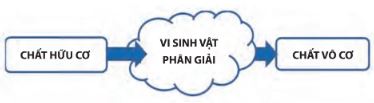 Giải Chuyên đề Sinh học 10 Chân trời sáng tạo bài 11