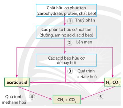 Giải Chuyên đề Sinh học 10 Chân trời sáng tạo bài 11