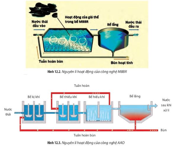 Giải Chuyên đề Sinh học 10 Chân trời sáng tạo bài 12