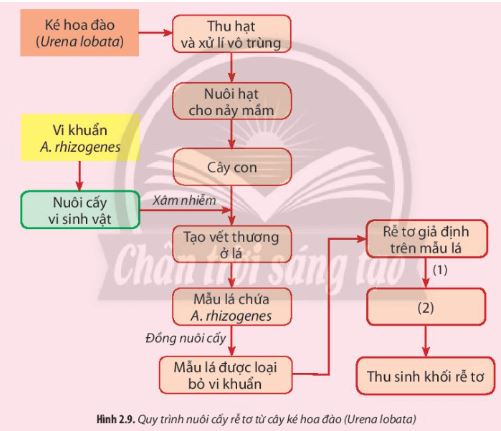 Giải Chuyên đề Sinh học 10 Chân trời sáng tạo bài 2