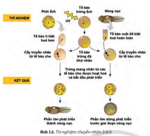 Giải Chuyên đề Sinh học 10 Chân trời sáng tạo bài 3