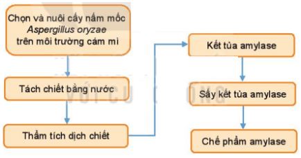 Giải Chuyên đề Sinh học 10 Chân trời sáng tạo bài 7