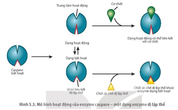 Giải Chuyên đề Sinh học 10 Kết nối tri thức bài 5