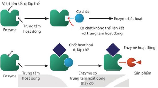 Giải Chuyên đề Sinh học 10 Kết nối tri thức bài 5