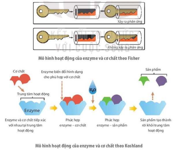 Giải Chuyên đề Sinh học 10 Kết nối tri thức bài 5