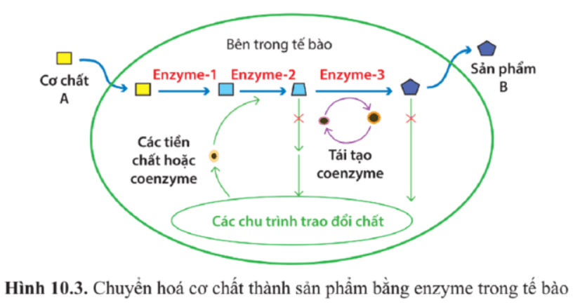 Giải Chuyên đề Sinh học 10 Cánh diều bài 10
