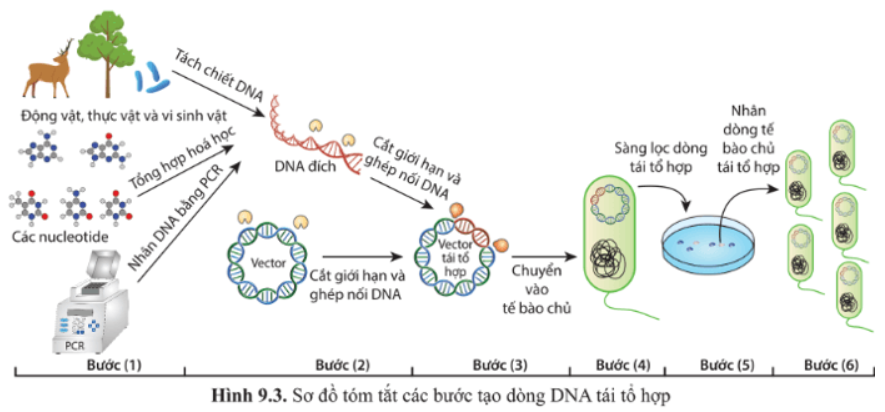 Giải Chuyên đề Sinh học 10 Cánh diều bài 10