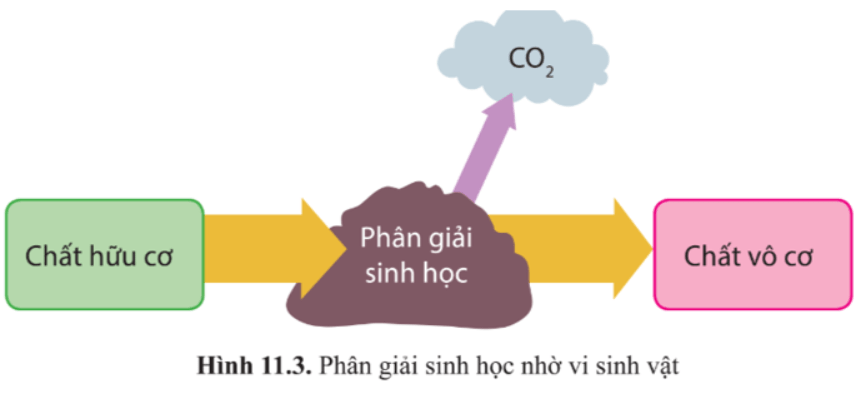 Giải Chuyên đề Sinh học 10 Cánh diều bài 11