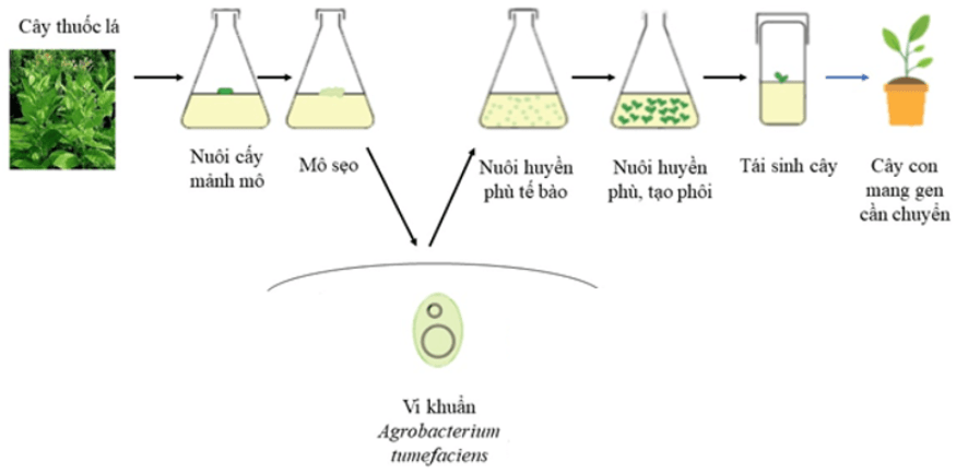 Giải Chuyên đề Sinh học 10 Cánh diều bài 3