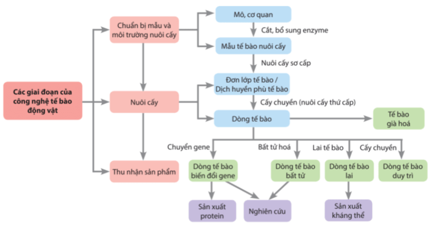 Giải Chuyên đề Sinh học 10 Cánh diều bài 5