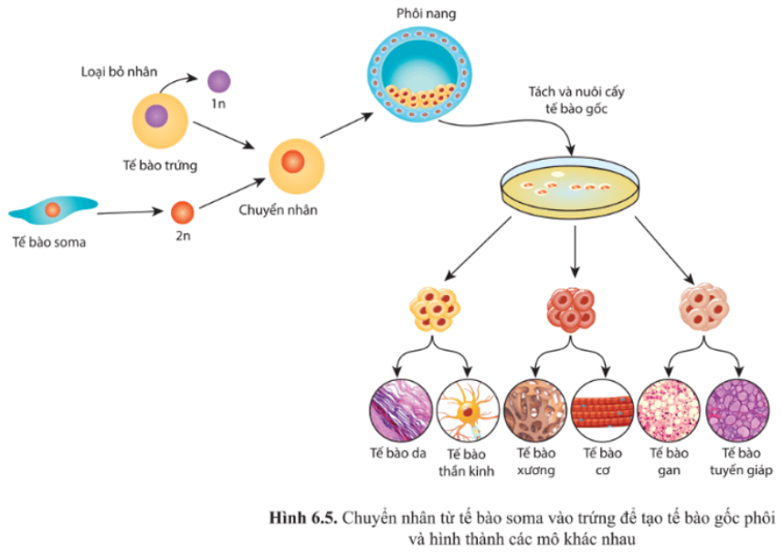 Giải Chuyên đề Sinh học 10 Cánh diều bài 6