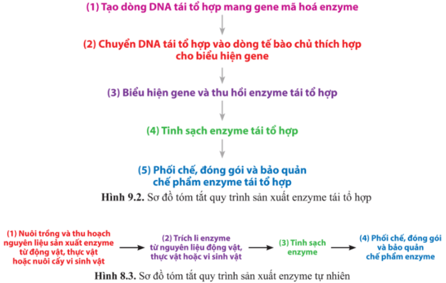 Giải Chuyên đề Sinh học 10 Cánh diều bài 9