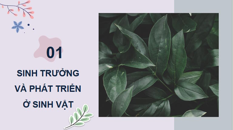 PowerPoint Khoa học tự nhiên 7 Chân trời sáng tạo Bài 34