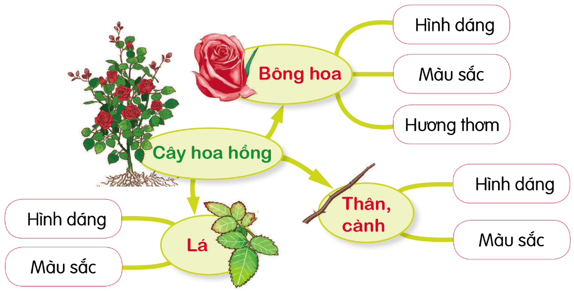 Tìm ý cho bài văn tả một cây hoa hoặc cây ăn quả, cây bóng mát, cây lương thực, cây cảnh mà em yêu thích