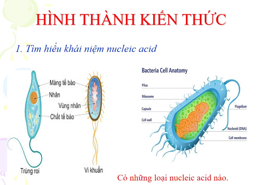 PowerPoint Khoa học tự nhiên 9 KNTT Bài 38
