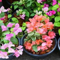 Giáo án Công nghệ 4 Bài 6: Trồng và chăm sóc hoa trong chậu