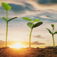 Giáo án Tự nhiên và xã hội 2 Bài 14: Thực vật sống ở đâu