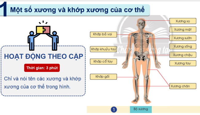 PowerPoint Tự nhiên và xã hội 2 Bài 19: Cơ quan vận động