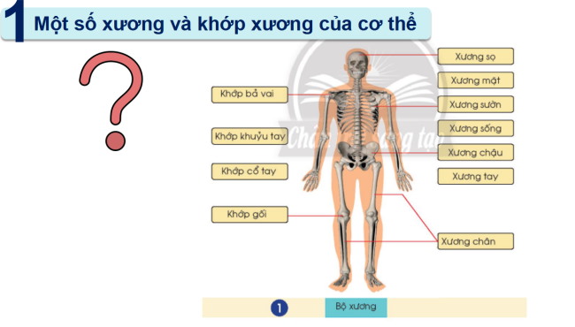 PowerPoint Tự nhiên và xã hội 2 Bài 19: Cơ quan vận động