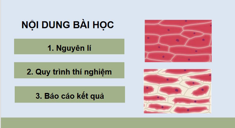 Giáo án PowerPoint Sinh học 10 Kết nối tri thức Bài 11