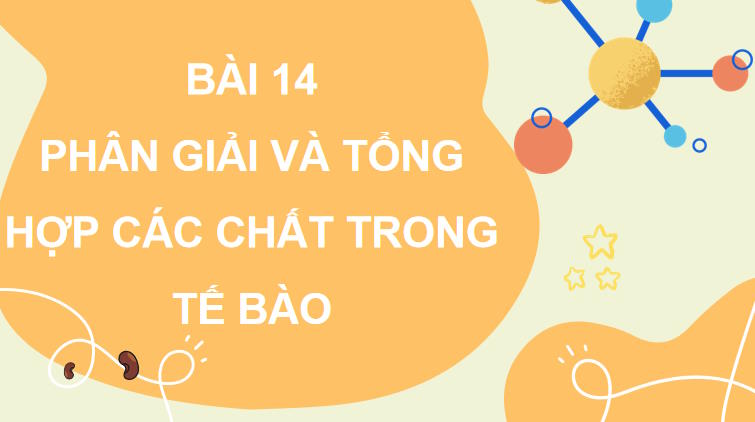 Giáo án PowerPoint Sinh học 10 Kết nối tri thức Bài 14