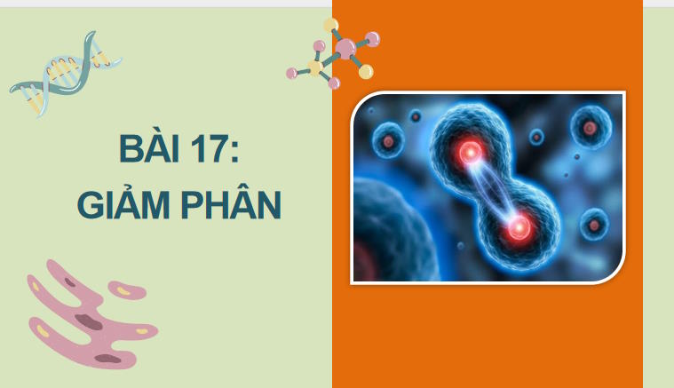 Giáo án PowerPoint Sinh học 10 Kết nối tri thức Bài 17