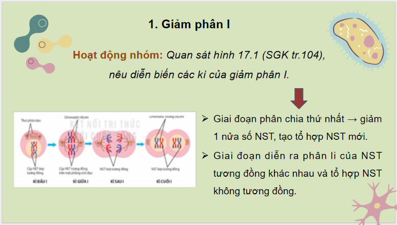 Giáo án PowerPoint Sinh học 10 Kết nối tri thức Bài 17