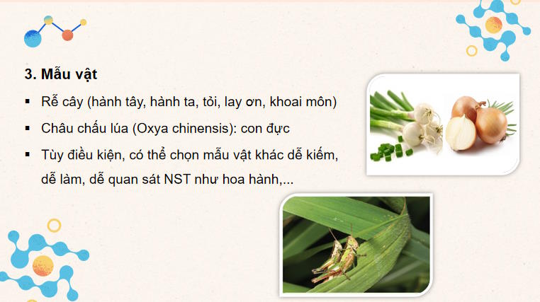 Giáo án PowerPoint Sinh học 10 Kết nối tri thức Bài 18