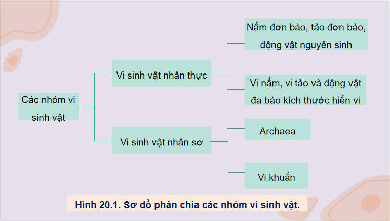 Giáo án PowerPoint Sinh học 10 Kết nối Bài 20