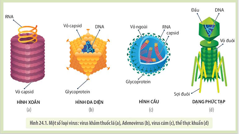 Giáo án PowerPoint Sinh học 10 Kết nối Bài 24