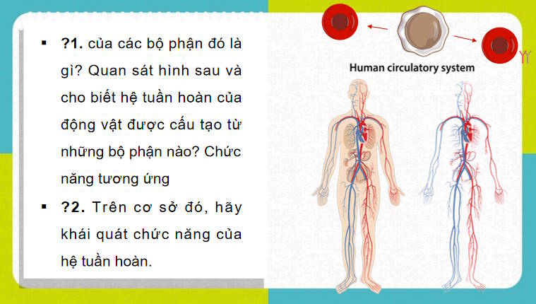 Giáo án PowerPoint Sinh học 11 Kết nối Bài 10