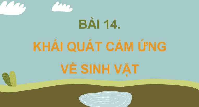 Giáo án PowerPoint Sinh học 11 Kết nối Bài 14