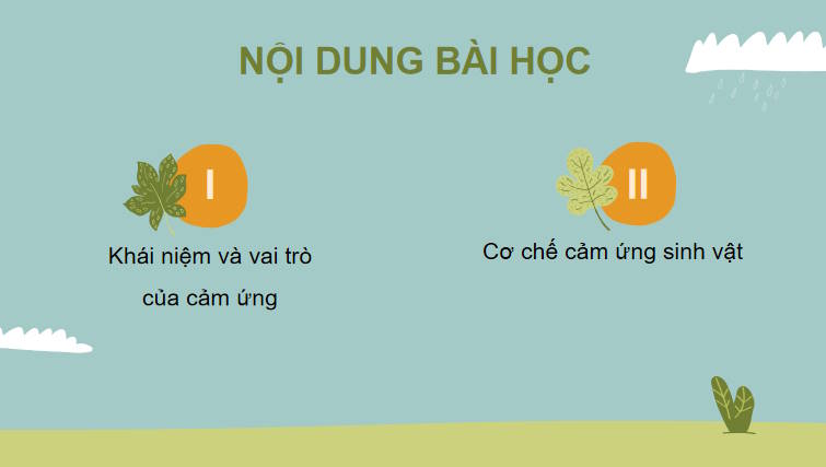 Giáo án PowerPoint Sinh học 11 Kết nối Bài 14