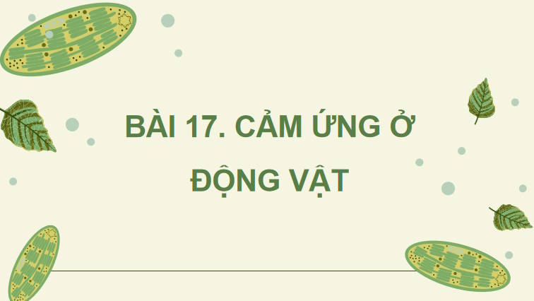Giáo án PowerPoint Sinh học 11 Kết nối Bài 17