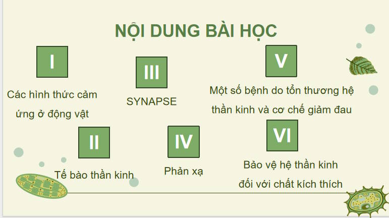 Giáo án PowerPoint Sinh học 11 Kết nối Bài 17