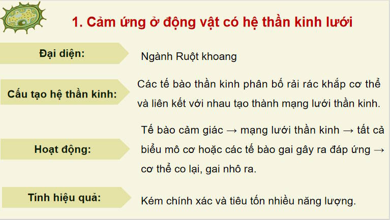 Giáo án PowerPoint Sinh học 11 Kết nối Bài 17