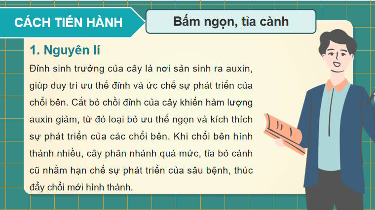 Giáo án PowerPoint Sinh học 11 Kết nối Bài 21