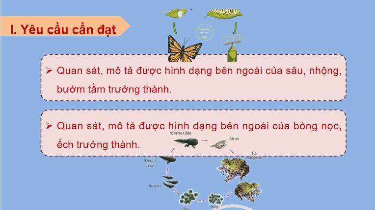 Giáo án PowerPoint Sinh học 11 Kết nối Bài 23