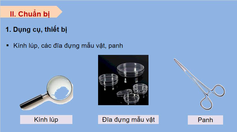 Giáo án PowerPoint Sinh học 11 Kết nối Bài 23