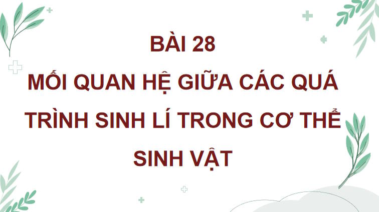 Giáo án PowerPoint Sinh học 11 Kết nối Bài 28