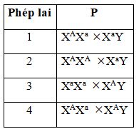 Bộ câu hỏi trả lời ngắn di truyền liên kết giới tính