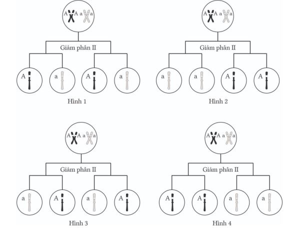 Học thuyết Mendel - quy luật phân li