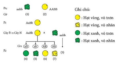 Quy luật phân li độc lập