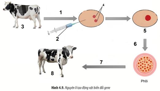 Bộ câu hỏi trả lời ngắn về Công nghệ gene