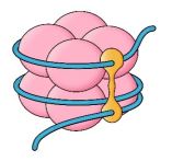 Cấu trúc và chức năng nhiễm sắc thể